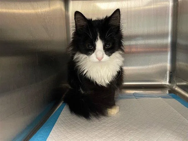 A young medium-sized male Black & White / Tuxedo Domestic Medium Hair cat named Thomas for adoption in Tavares, FL