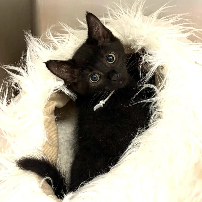 A baby medium-sized male Black Domestic Short Hair cat named Mochi for adoption in Joshua Tree, CA
