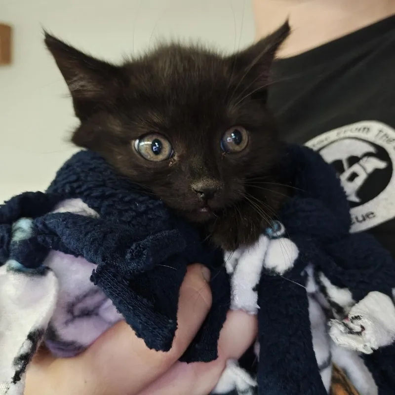 A baby small-sized female Black Domestic Short Hair cat named Celia Mae for adoption in Madison, WI