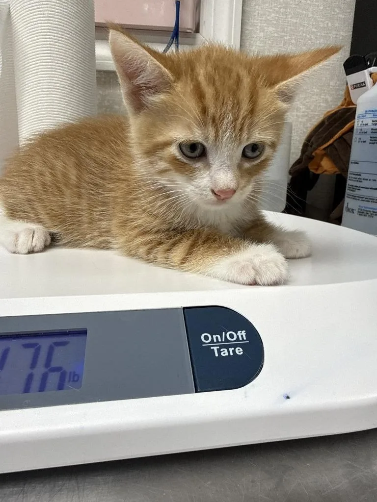 A baby medium-sized male Domestic Short Hair cat named Kyle for adoption in Pomona, NY