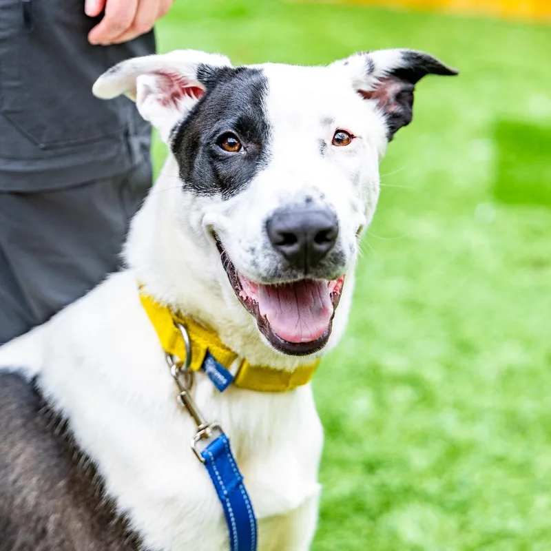 A young medium-sized male White / Cream Pointer dog named Patch for adoption in Naperville, IL