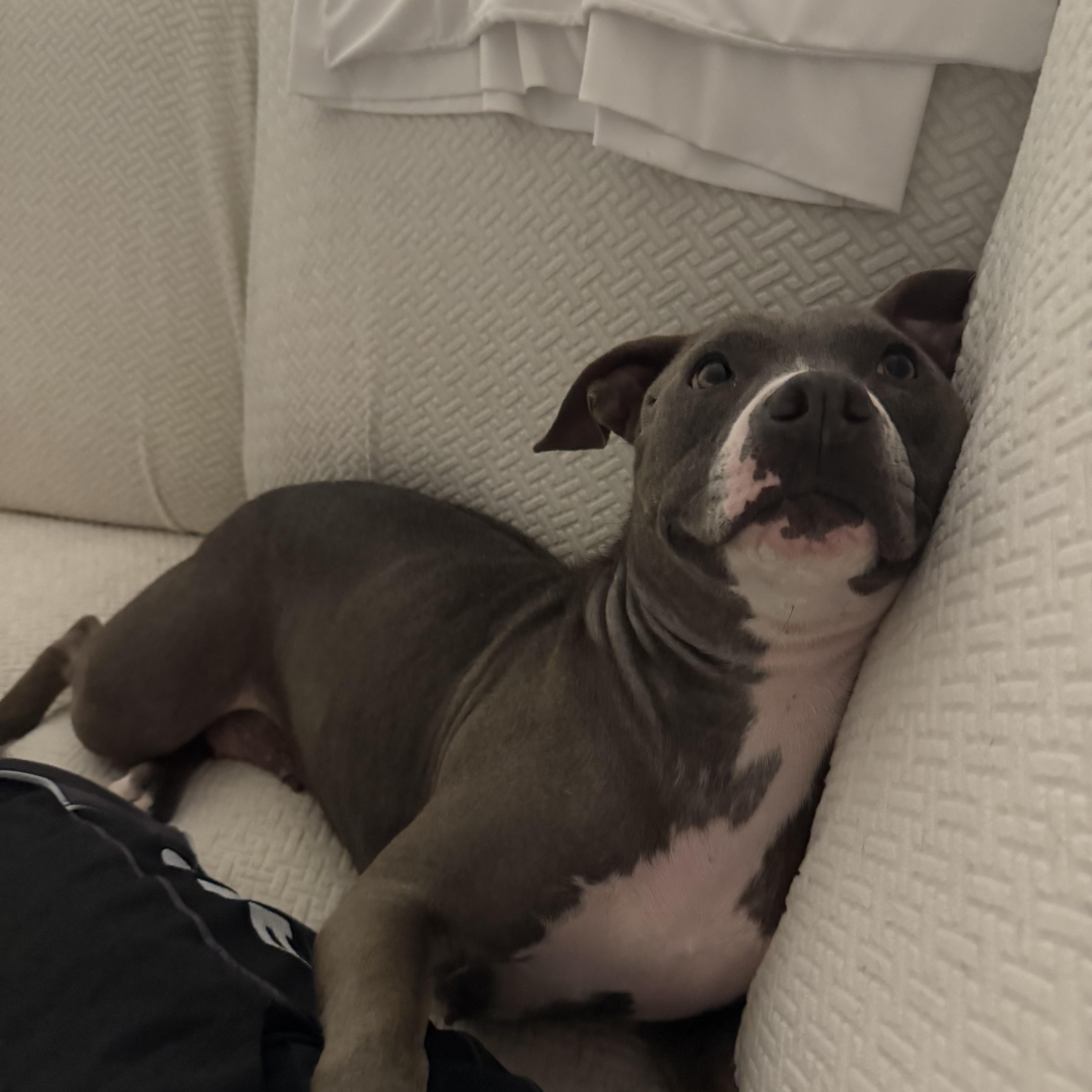 A young medium-sized female Mixed Breed dog named Sasa for adoption in tampa, FL
