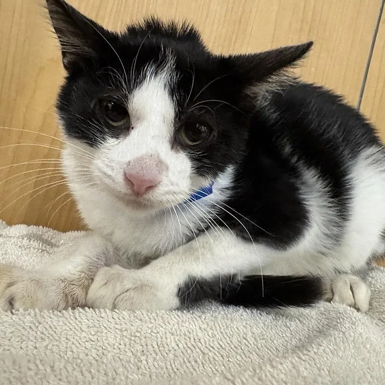 A baby small-sized male Black Domestic Short Hair cat named Spike for adoption in Saint Louis, MO