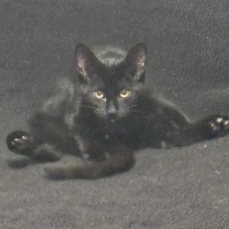 A baby small-sized male Black Domestic Short Hair cat named Parker for adoption in Liverpool, TX