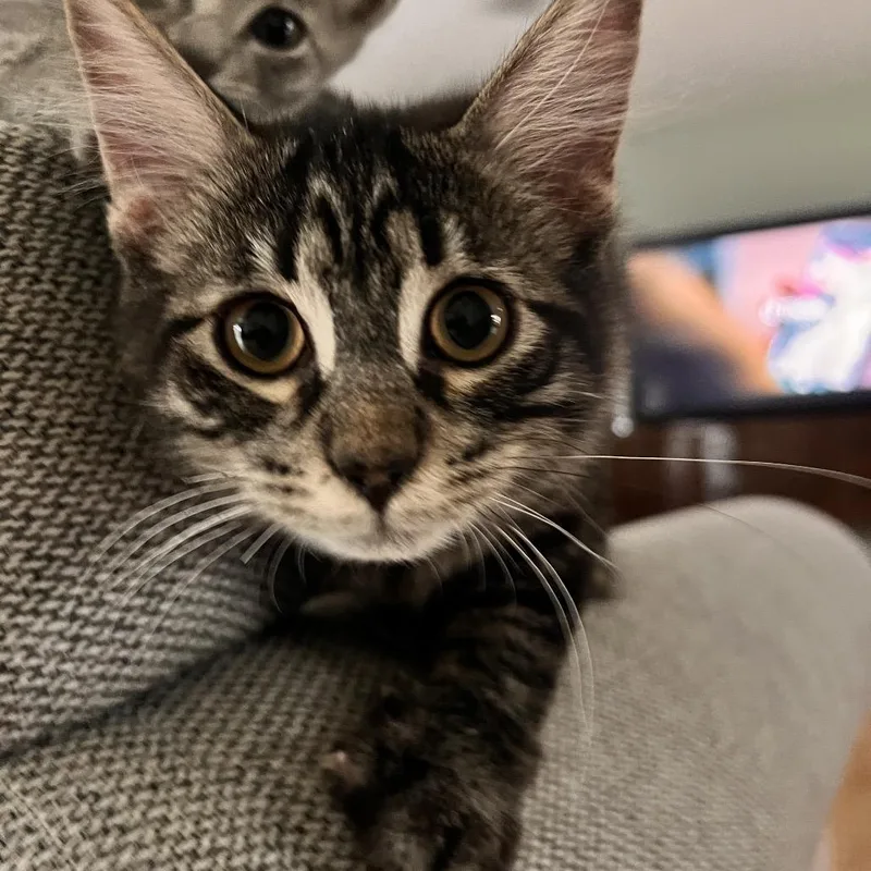 Diego