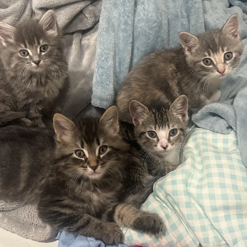 A baby small-sized female Torbie Domestic Short Hair cat named Tahani for adoption in Grand Rapids, MI