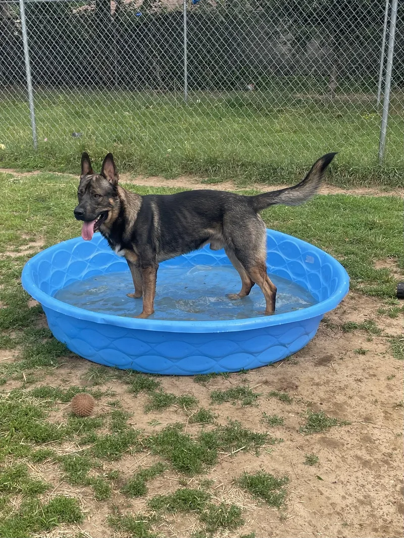 A young large-sized male Bicolor German Shepherd Dog dog named Pontoon for adoption in Mishawaka, IN
