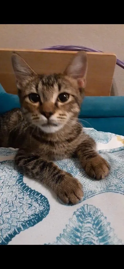 A young medium-sized female Tabby cat named Starlight for adoption in San Antonio, TX