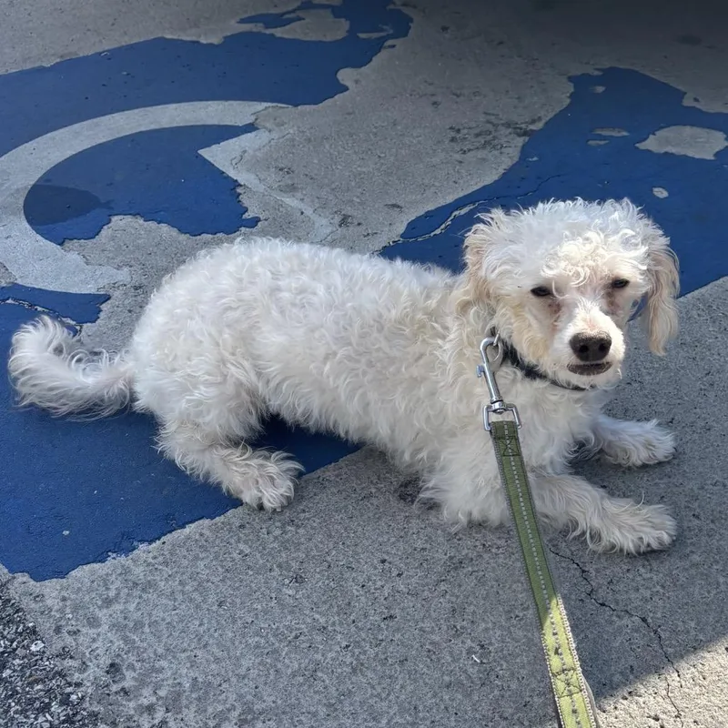 A young small-sized male White / Cream Mixed Breed dog named Shortee for adoption in Rockville, MD