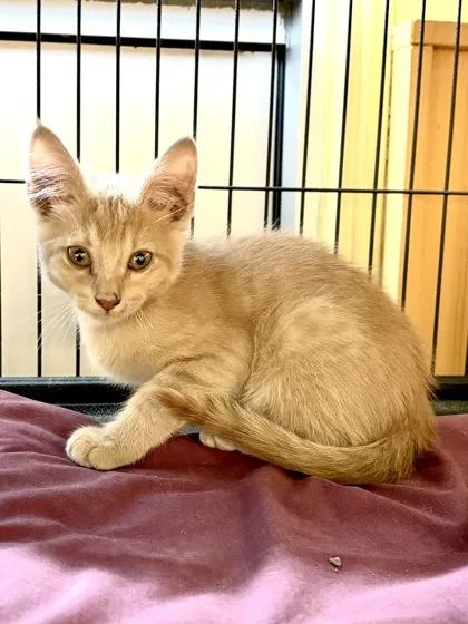 A baby small-sized male Domestic Short Hair cat named Baby Corn for adoption in New Orleans, LA