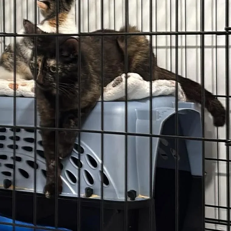 A young medium-sized female Tortoiseshell Domestic Short Hair cat named Jewel for adoption in Fair Haven, VT