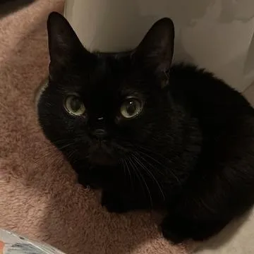 Onyx Home To