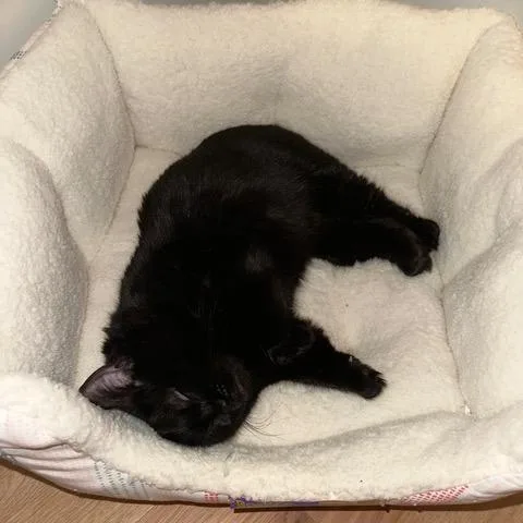 Onyx  Home To thumbnail 2