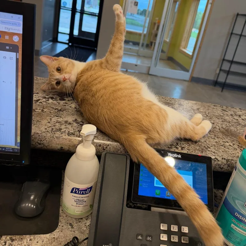 An adult large-sized male Buff / Tan / Fawn Domestic Short Hair cat named Mario for adoption in Wadena, MN