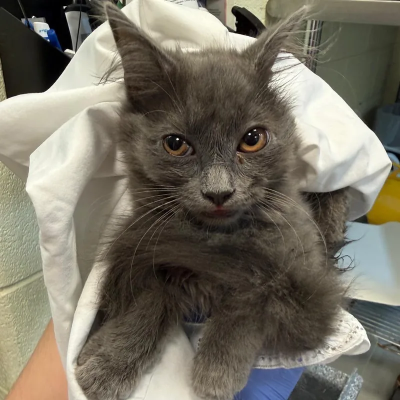 A baby small-sized female Gray / Blue / Silver Domestic Long Hair cat named Winery for adoption in Charlottesville, VA