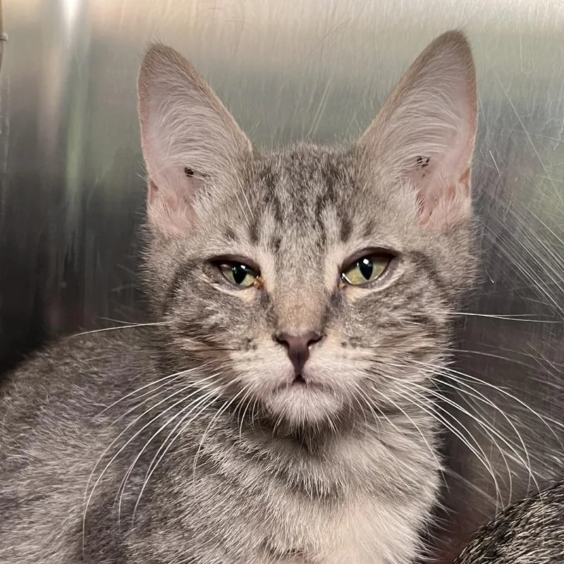 A baby small-sized male Gray / Blue / Silver Domestic Short Hair cat named El Chupacabra for adoption in Palm Springs, CA