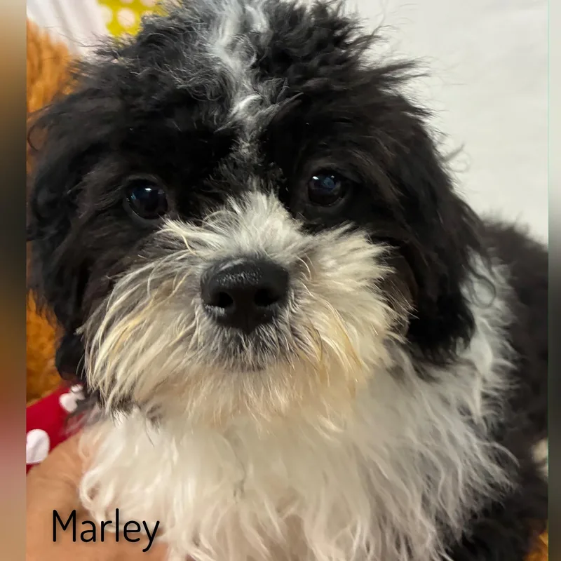 A baby small-sized male White / Cream Sheepadoodle dog named Marley for adoption in Fredericksburg, VA