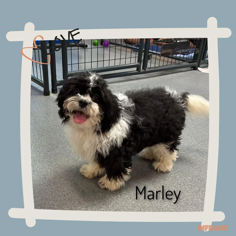 Marley thumbnail 2