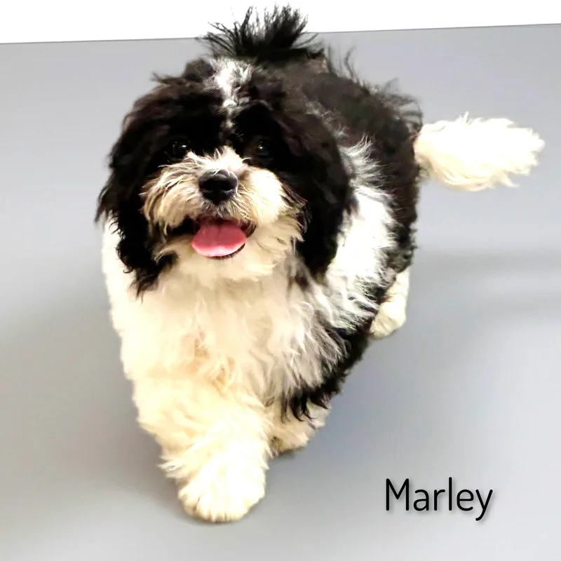 Marley thumbnail 3
