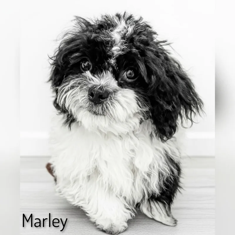 Marley thumbnail 4
