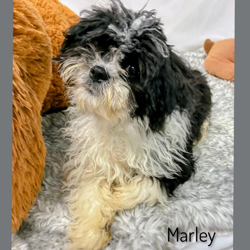 Marley thumbnail 5