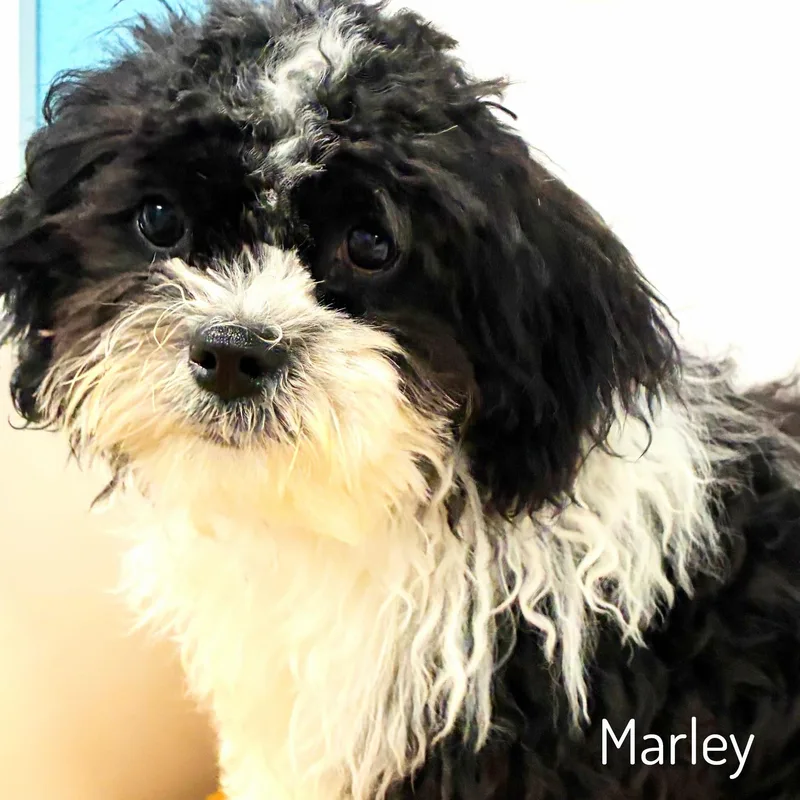 Marley thumbnail 6