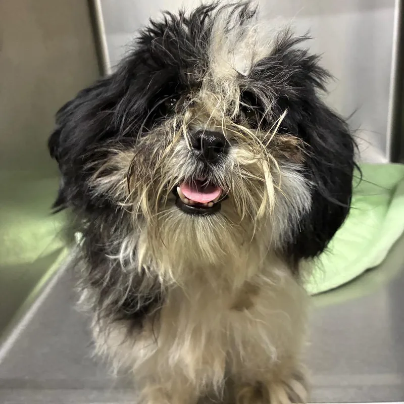 An adult small-sized female Black Mixed Breed dog named StraythStreetManchesterExpressway for adoption in Columbus, GA