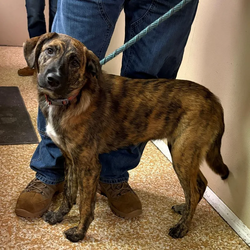 A young medium-sized female Brindle Labrador Retriever dog named Runa for adoption in Chehalis, WA