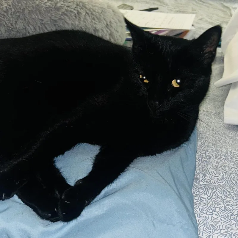 An adult large-sized female Black Domestic Short Hair cat named Phineaus for adoption in Fort Lauderdale, FL