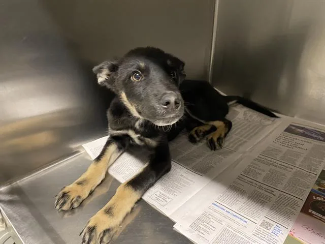 A baby small-sized male German Shepherd Dog dog named Swayze for adoption in Modesto, CA
