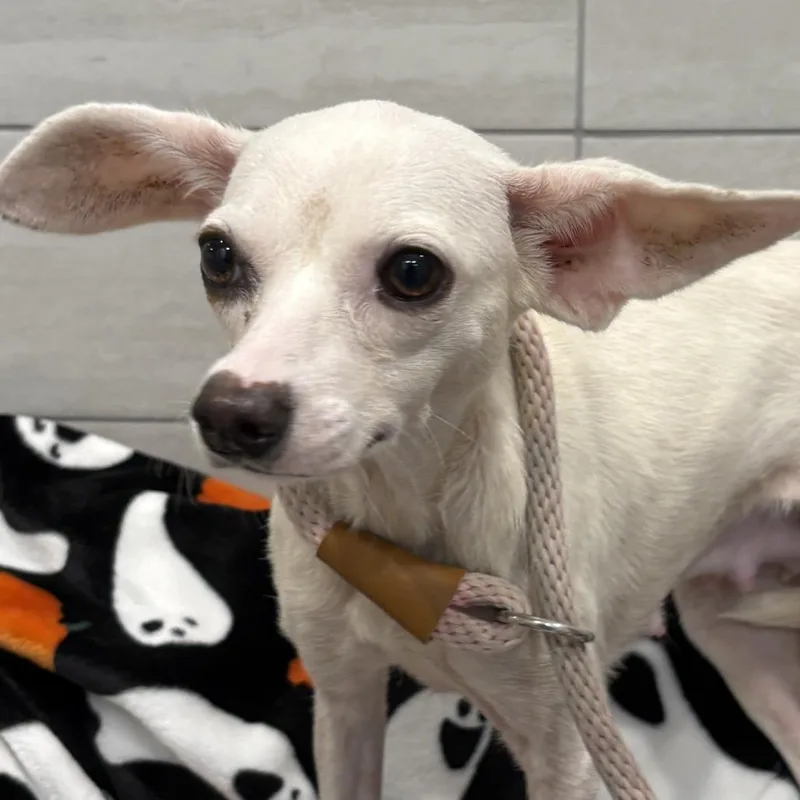 An adult small-sized female White / Cream Chihuahua dog named Jumbo Shrimp for adoption in Calverton, NY