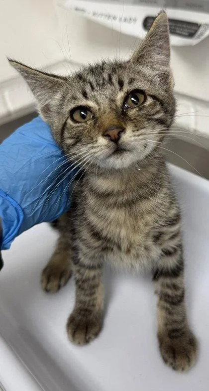 A baby small-sized male Domestic Short Hair cat named Lincoln for adoption in Oakland, CA
