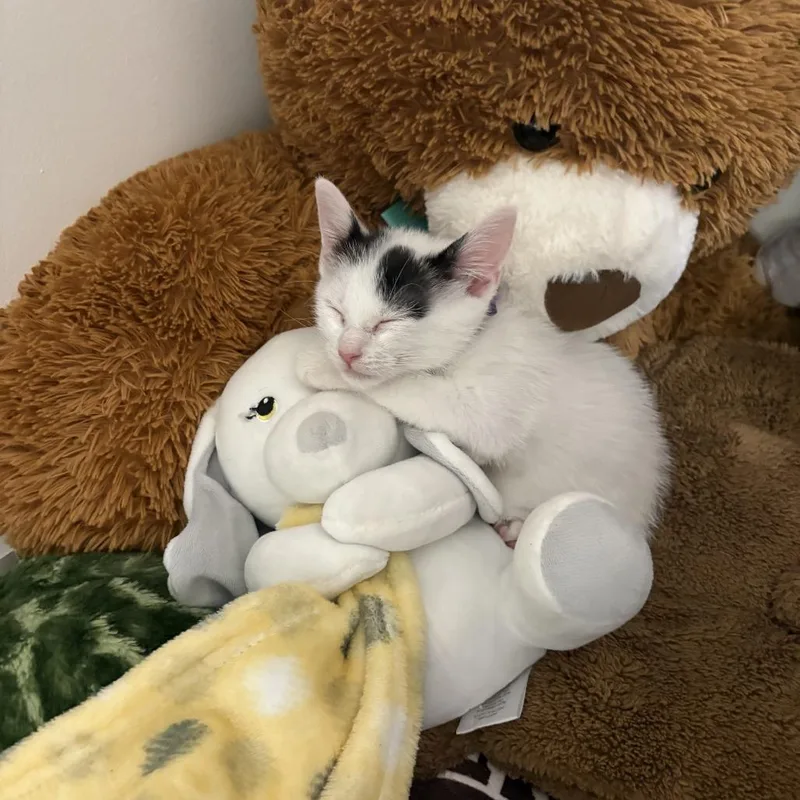 A baby small-sized female Domestic Short Hair cat named Paquita for adoption in Cumming, GA