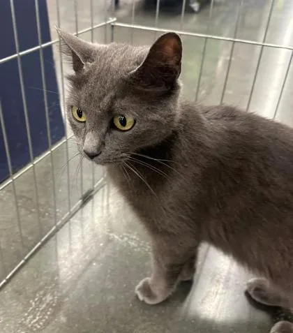 A young medium-sized female Gray / Blue / Silver Domestic Short Hair cat named Muffin for adoption in Kansas City, MO