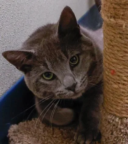 An adult medium-sized male Domestic Short Hair cat named Smokey for adoption in Baraboo, WI
