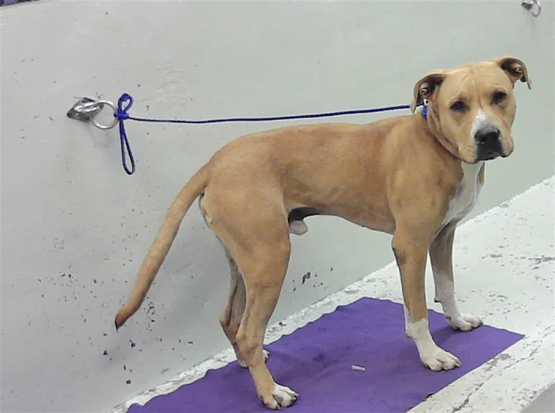 An adult large-sized male Labrador Retriever dog named Milo for adoption in Houston, TX