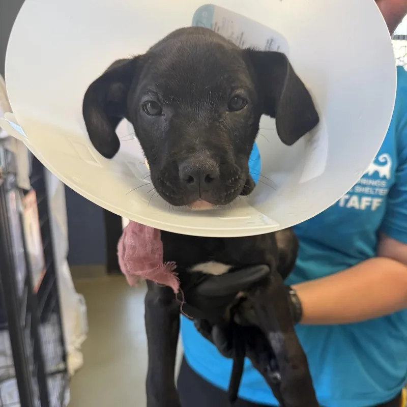 A baby medium-sized male Black Mixed Breed dog named March for adoption in Palm Springs, CA