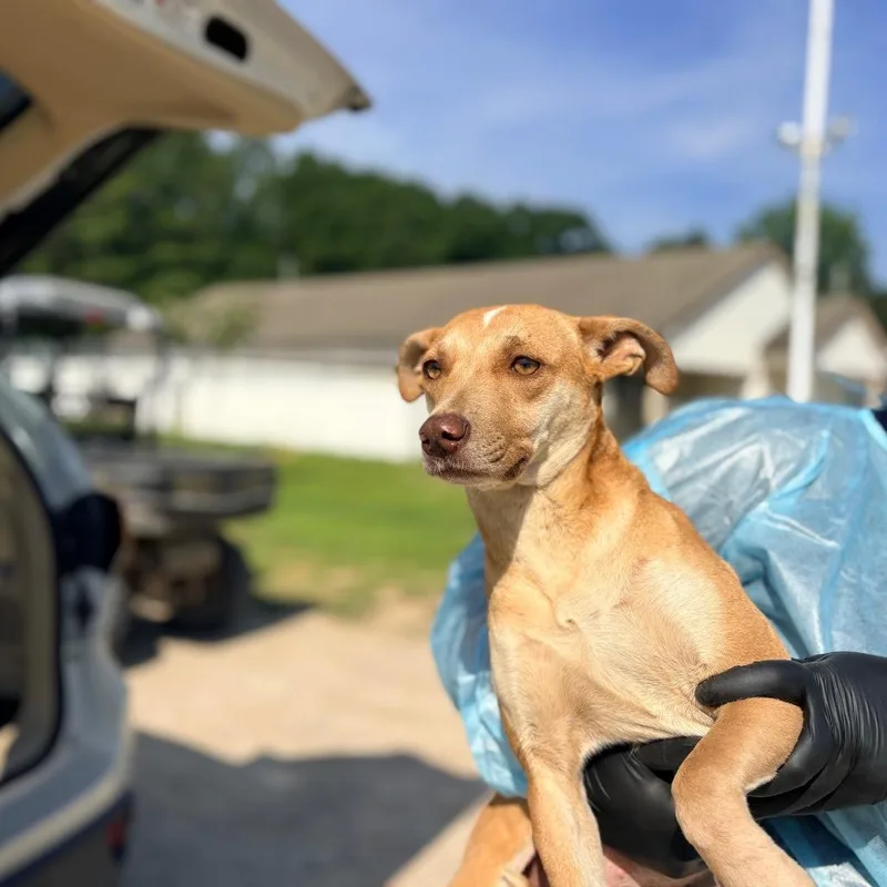 An adult medium-sized female Yellow / Tan / Blond / Fawn Mixed Breed dog named Berkley for adoption in LOXAHATCHEE, FL
