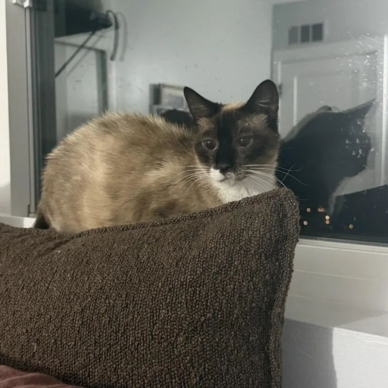 A young small-sized female Siamese cat named Mama Starky for adoption in Long Beach, CA