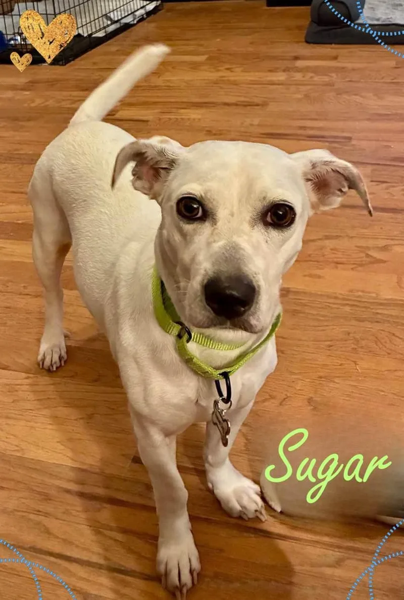 An adult medium-sized female White / Cream Mixed Breed dog named Sugar for adoption in Farmingdale, NY