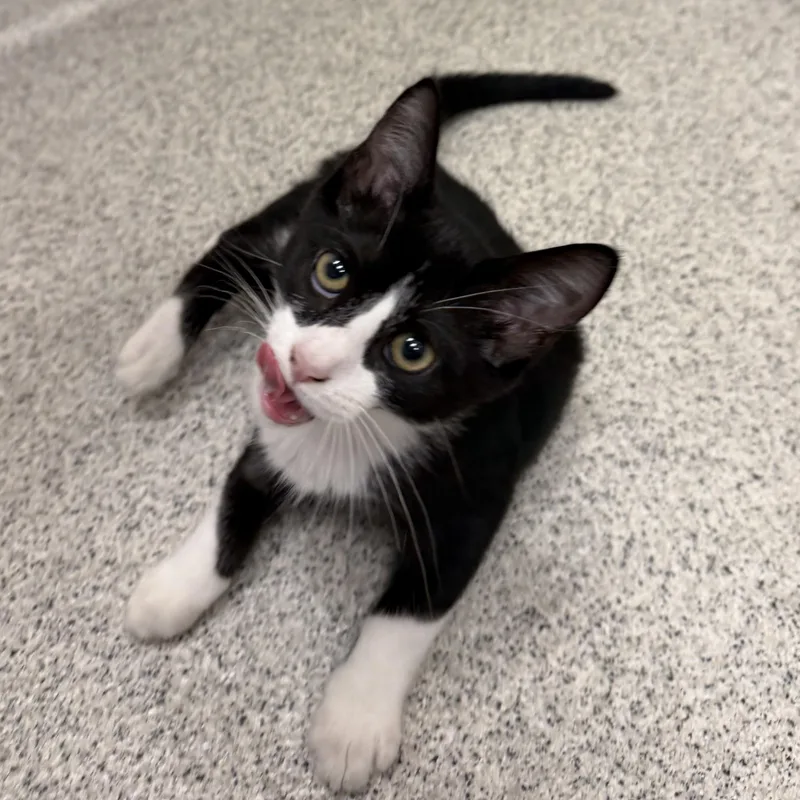 A baby medium-sized female Black & White / Tuxedo Domestic Short Hair cat named Paige for adoption in Cooperstown, NY