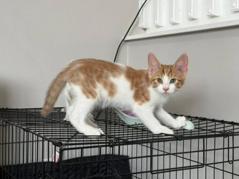 A baby medium-sized male Domestic Short Hair cat named Spice for adoption in Tampa, FL