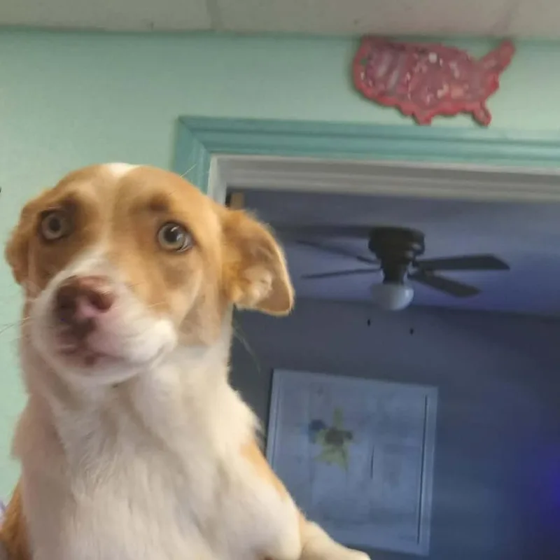 A young medium-sized female Brown / Chocolate Border Collie dog named Butterfinger for adoption in Madill, OK