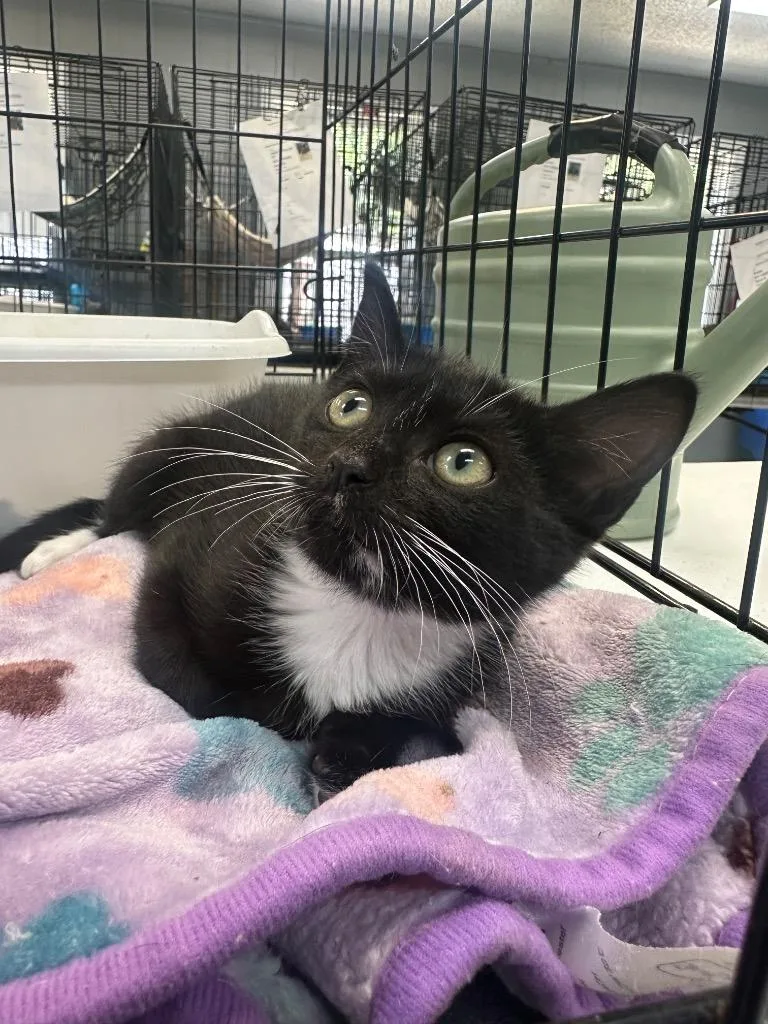 A baby small-sized female Black & White / Tuxedo Domestic Short Hair cat named Chestnut for adoption in Winnsboro, SC