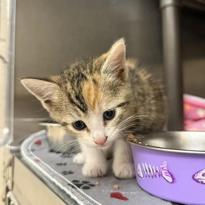 A baby small-sized female Calico Domestic Short Hair cat named Cece for adoption in Caryville, TN
