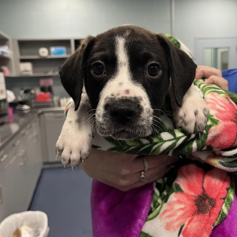 A baby small-sized female Labrador Retriever dog named Kennedy for adoption in Greensboro, NC