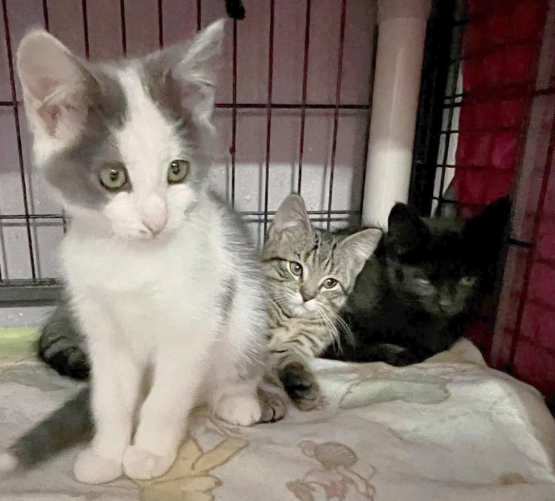 A baby medium-sized male Black & White / Tuxedo Domestic Short Hair cat named Poe Poppy for adoption in New Richmond, WI