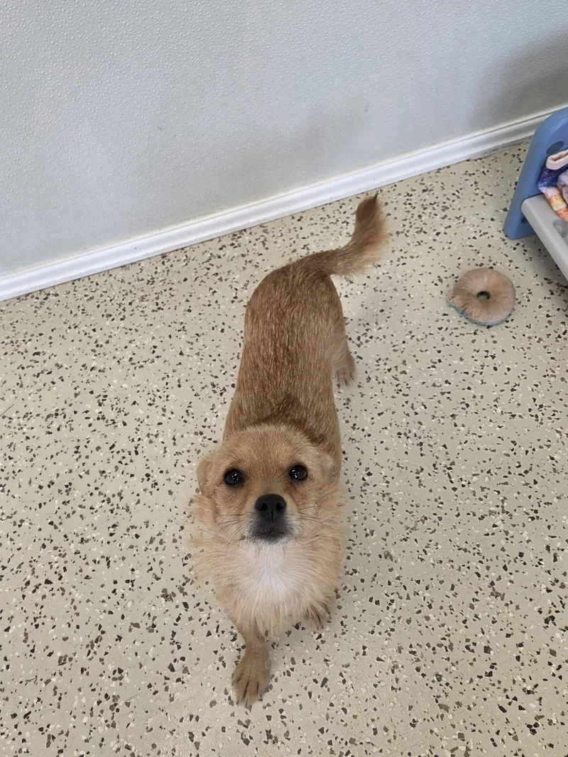 An adult small-sized female Chihuahua dog named Darla for adoption in Radcliff, KY