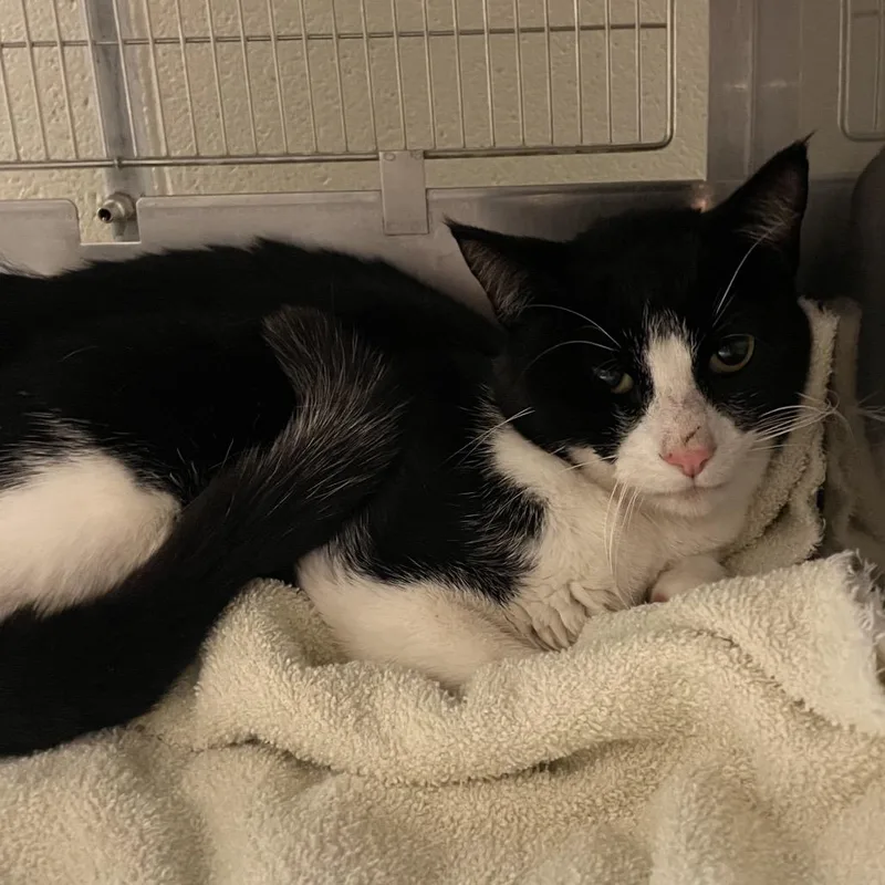 An adult medium-sized male Black Domestic Short Hair cat named Sinjin for adoption in Bristol, IN