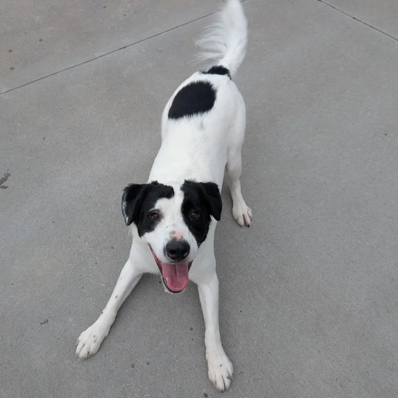 Chase thumbnail 5